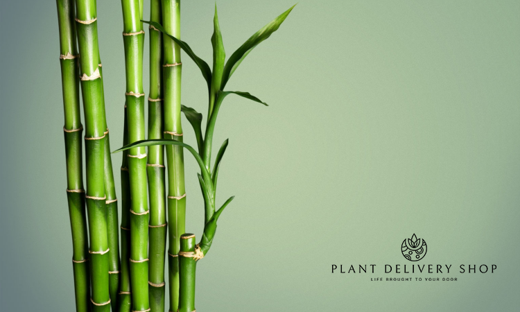 Lucky Bamboo: Why is it Lucky?