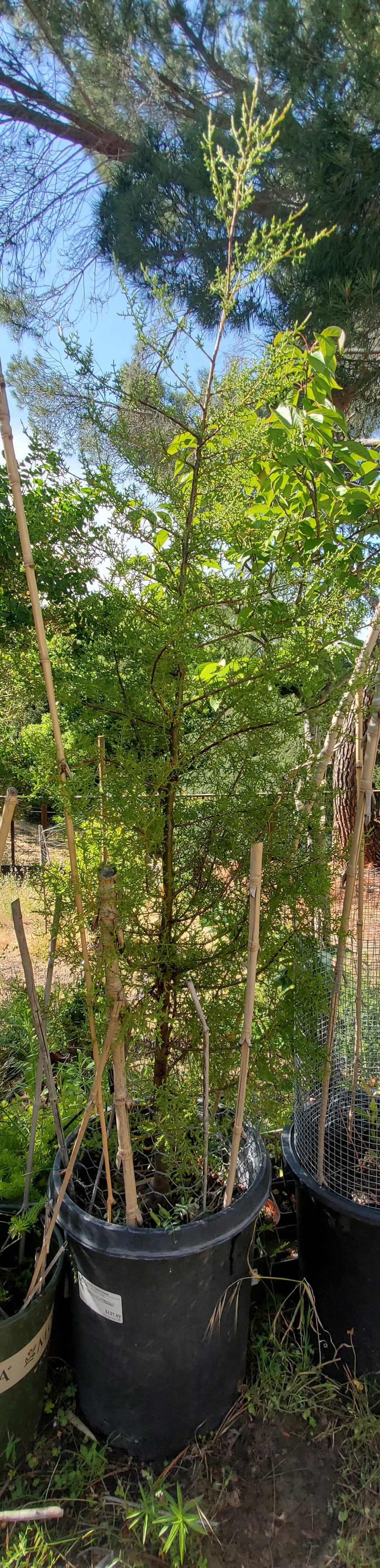 Santa Cruz Cypress
