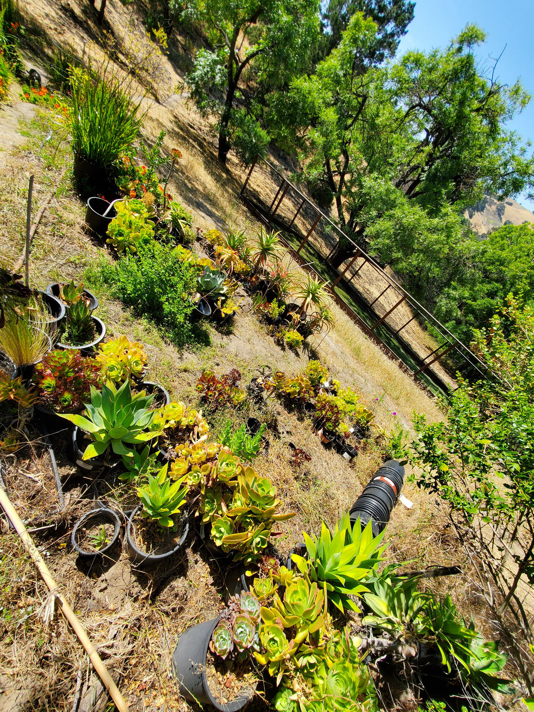 Succulent varieties