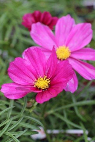 COSMOS SONATA MIX