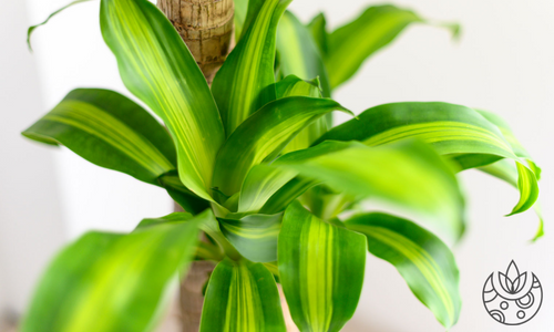 Corn Plant (Dracaena Fragrans) growing on a stalk on Plant Delivery Shop.