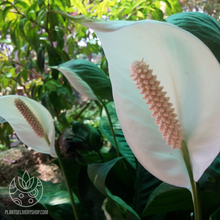 Load image into Gallery viewer, Peace lily flowers blooming outdoors on Plant Delivery Shop.
