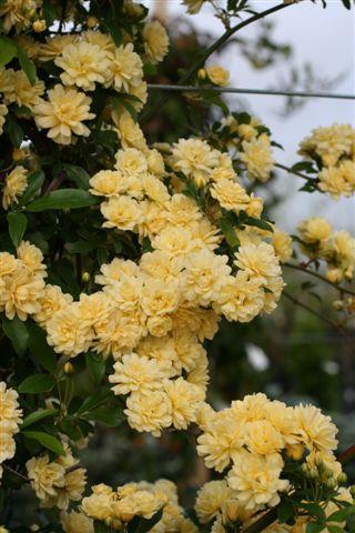 Yellow Lady Banks Climbing Rose