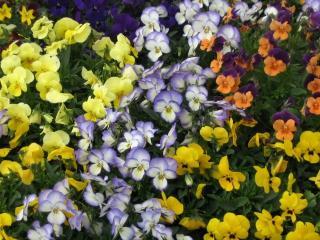 VIOLA