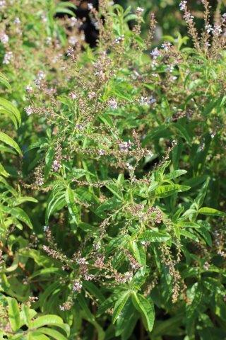 Verbena
