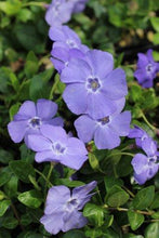 Load image into Gallery viewer, Vinca
