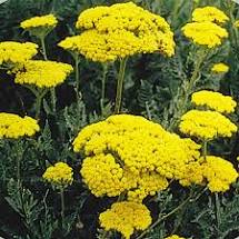 Yarrow